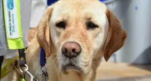 Inspirational Guide Dog Stories