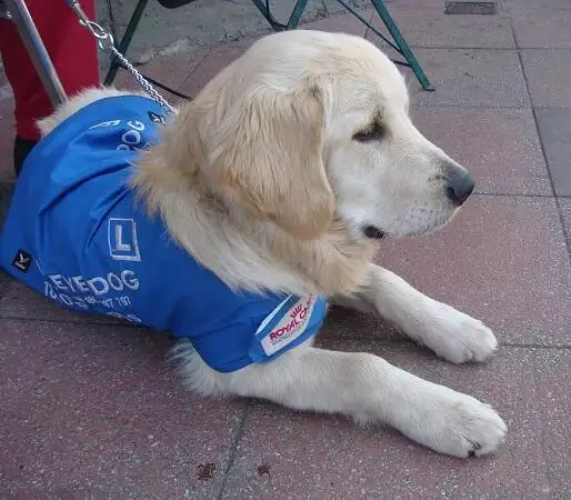 Guide Dog wearing blue