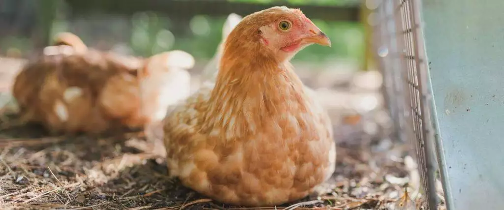 Guide To Keeping Chickens At Home