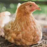 Beginner’s Guide To Keeping Chickens