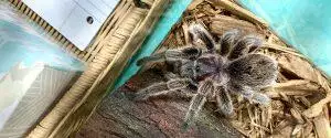 Beginner's Guide To Keeping Tarantulas