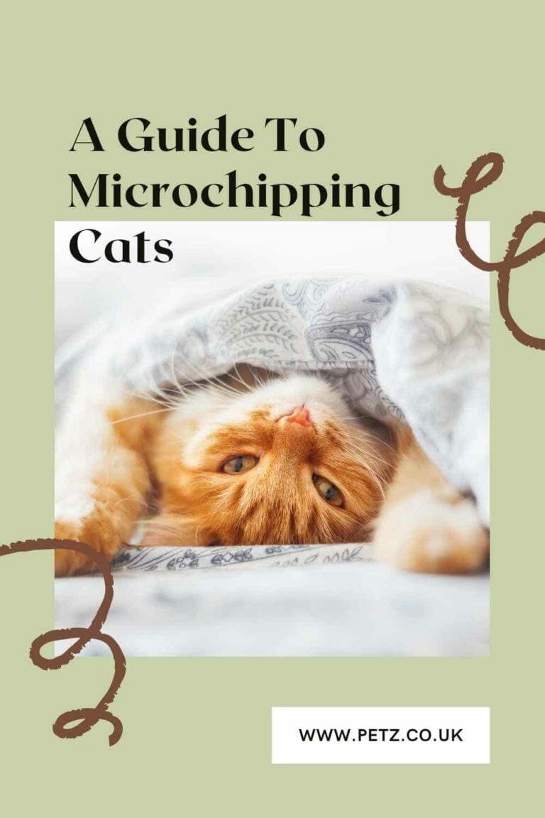How Much Does Microchipping A Cat Cost Uk at Luis Owens blog