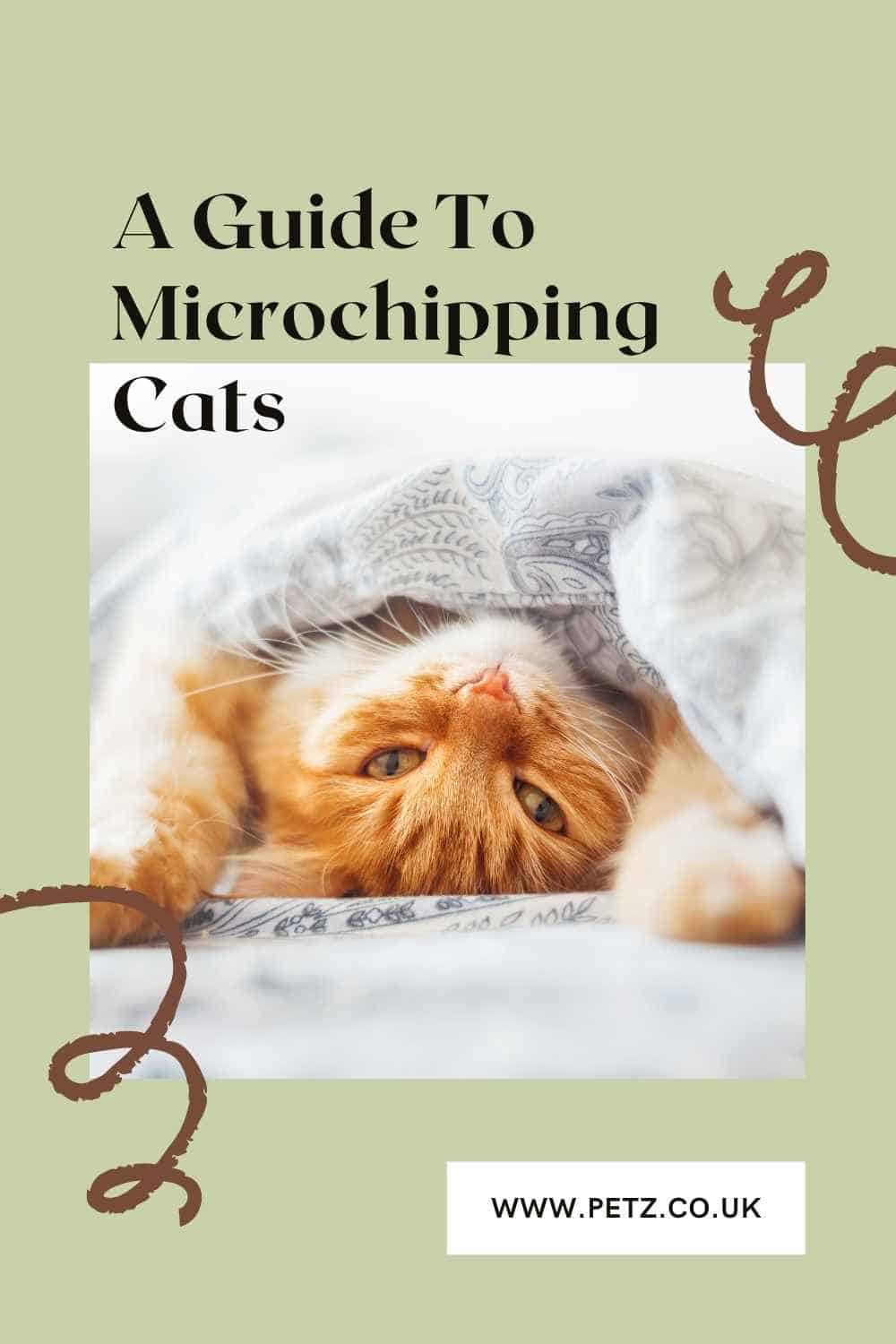 A Guide To Microchipping Your Cat Petz