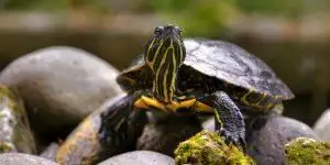 Guide To Reptile Heating and Lighting