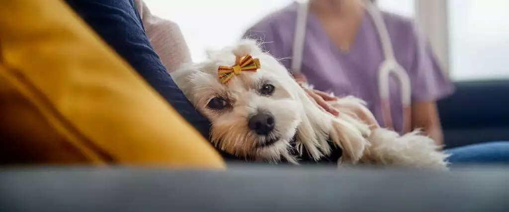 Guide To Worms In Dogs What To Do