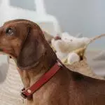 How To Buy The Right Collar For Your Dog