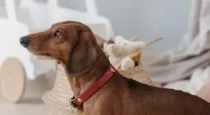 Guide To Dog Collars