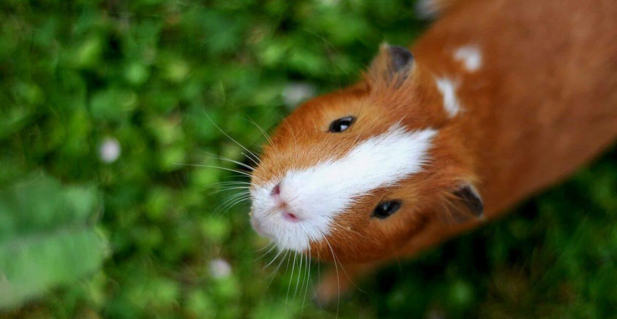 How To Make Homemade Guinea Pig Toys Petz