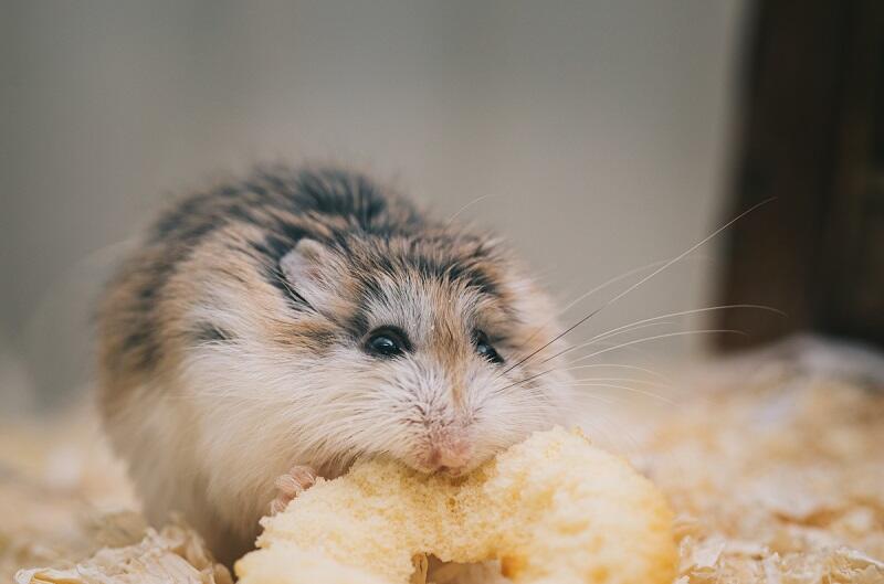 Hamster bedding for hibernation
