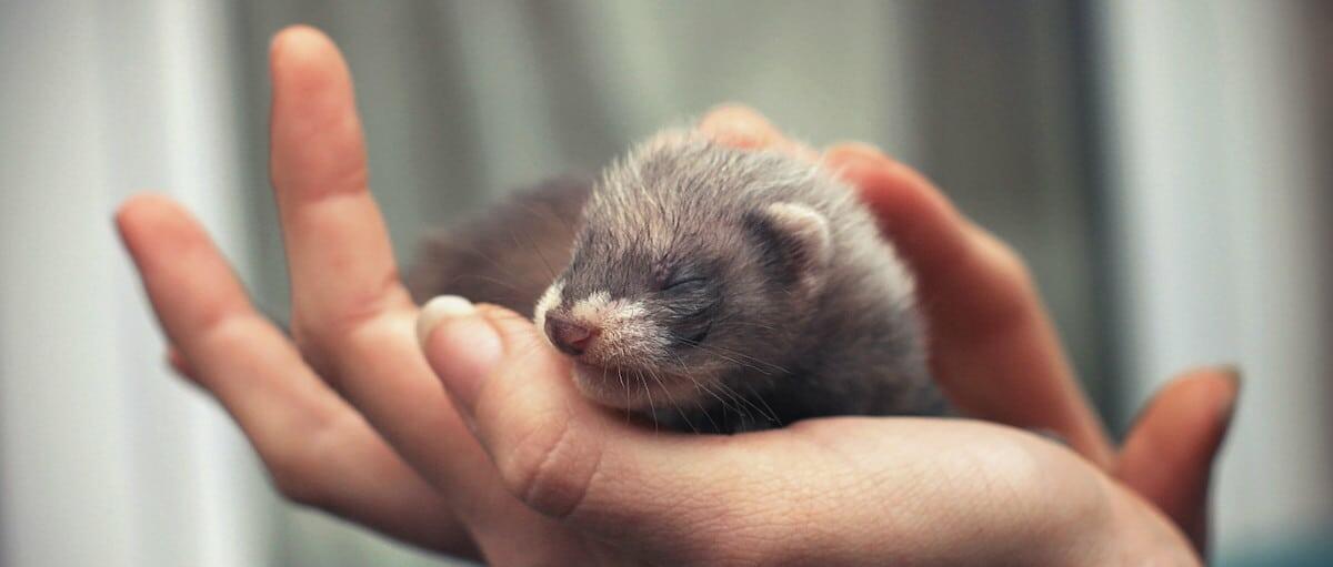 Ferret Care Guide Petz