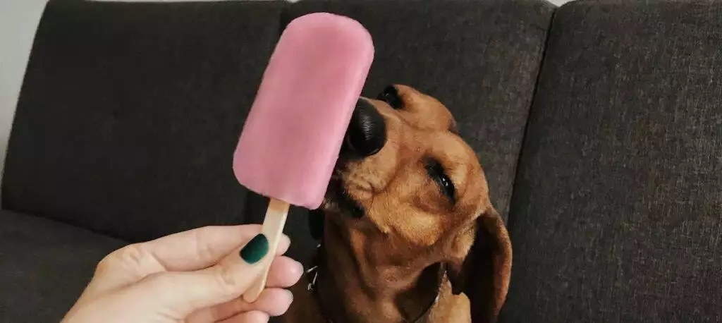 Homemade Dog Ice Lolly Recipes