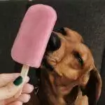 Homemade Dog Ice Lolly Recipes