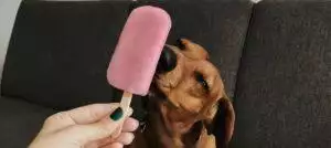 Homemade Dog Ice Lolly Recipes