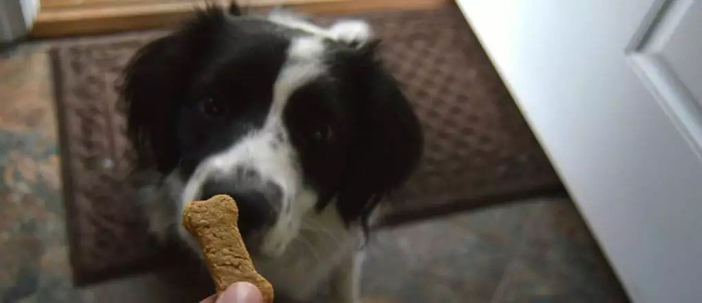 Homemade Peanut Butter Bacon Dog Biscuit
