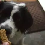 Homemade Peanut Butter Dog Treats
