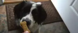 Homemade Peanut Butter Dog Treats