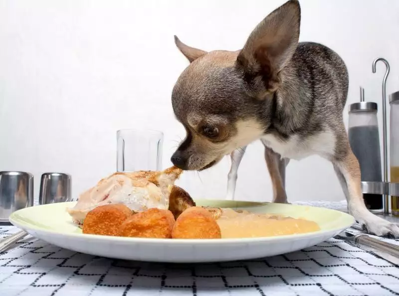 making your dogs meals