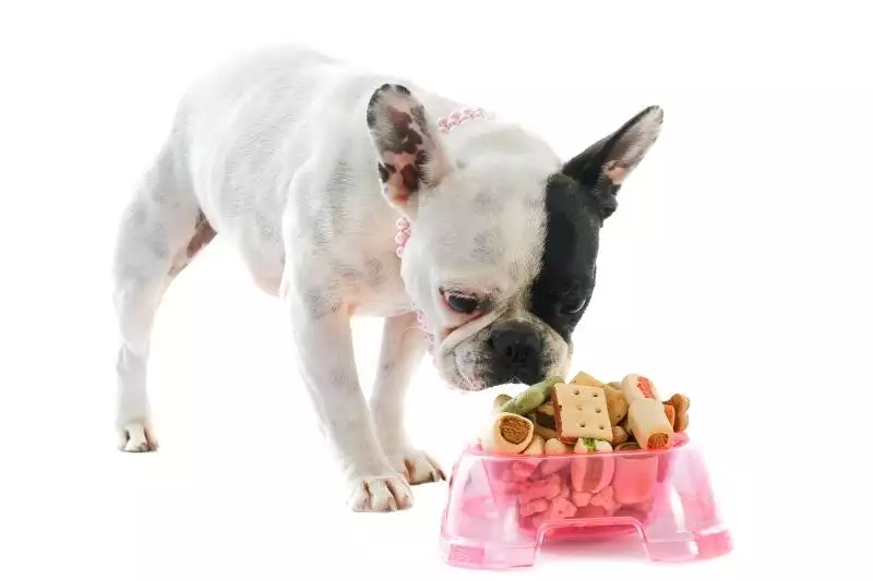 baking dog treats 