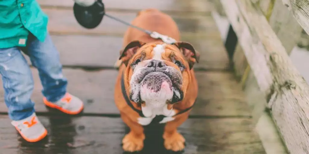 How Much Exercise Walking Should A Dog Get