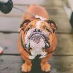 How Much Exercise Should My Dog Get?