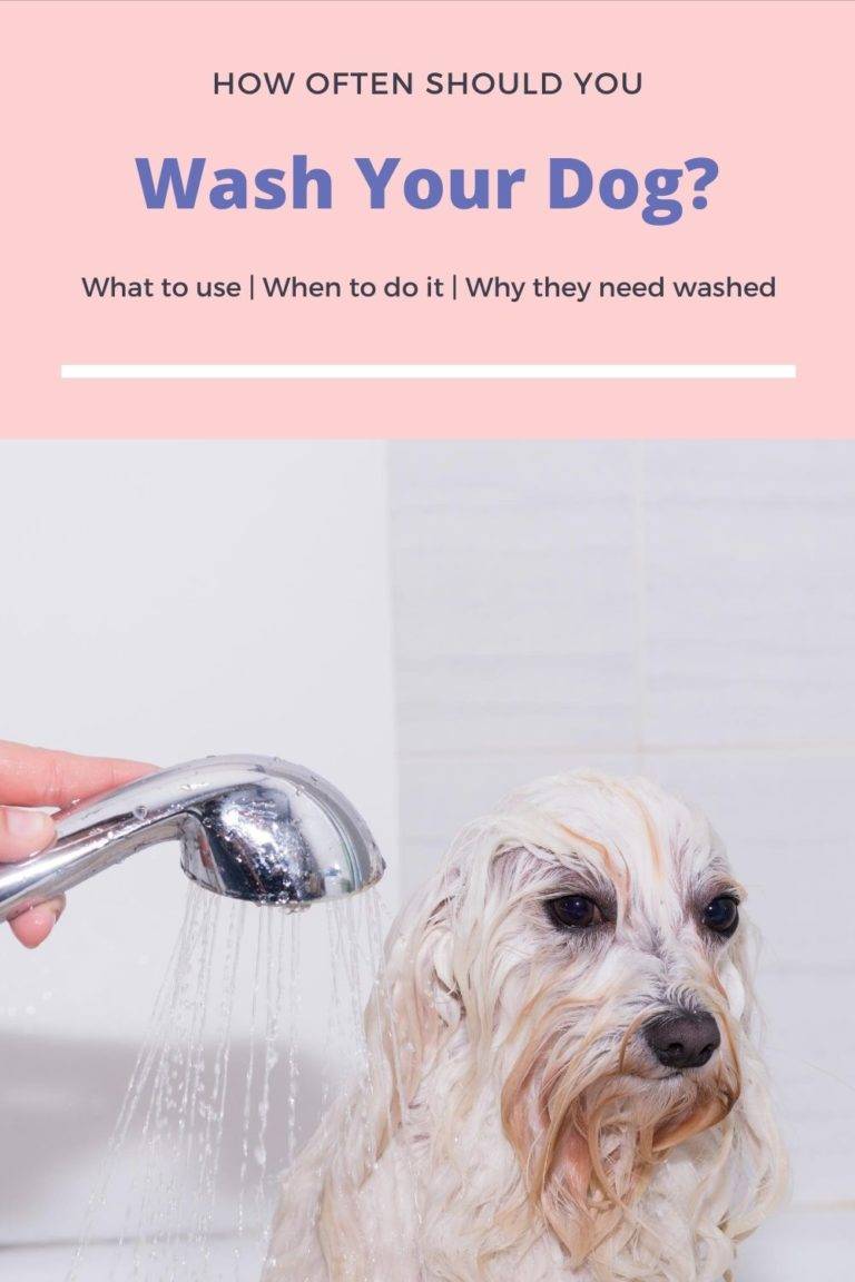 How Often Should You Wash Your Dog? Petz