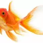 Cold Water Fish Care Guide