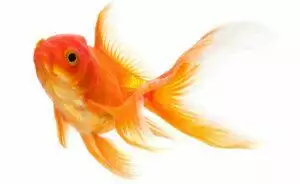 Cold Water Fish Care Guide