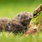 How To Help Britain’s Hedgehogs