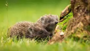 How To Care For Hedhehogs In Gardens