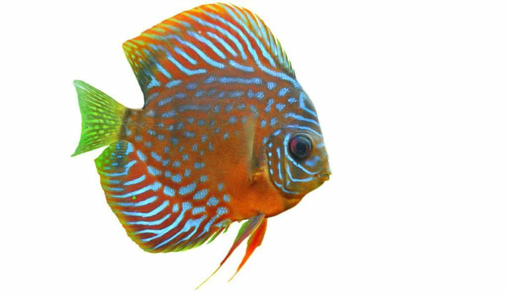 How To Care For Tropical Fish