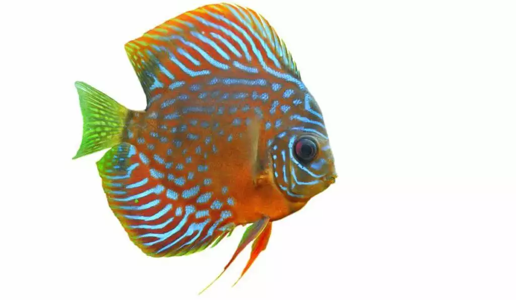 How To Care For Tropical Fish