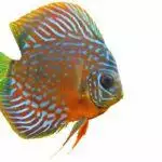 Tropical Fish Care Guide