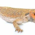 How To Look After Your Live Reptile Food