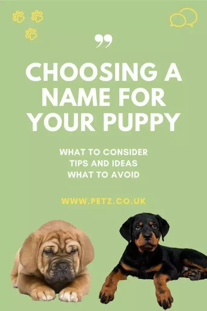How To Choose Name For Your Puppy