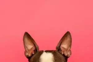 How To Clean A Dog's Ears