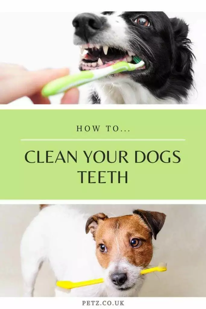 How To Clean Dogs Teeth