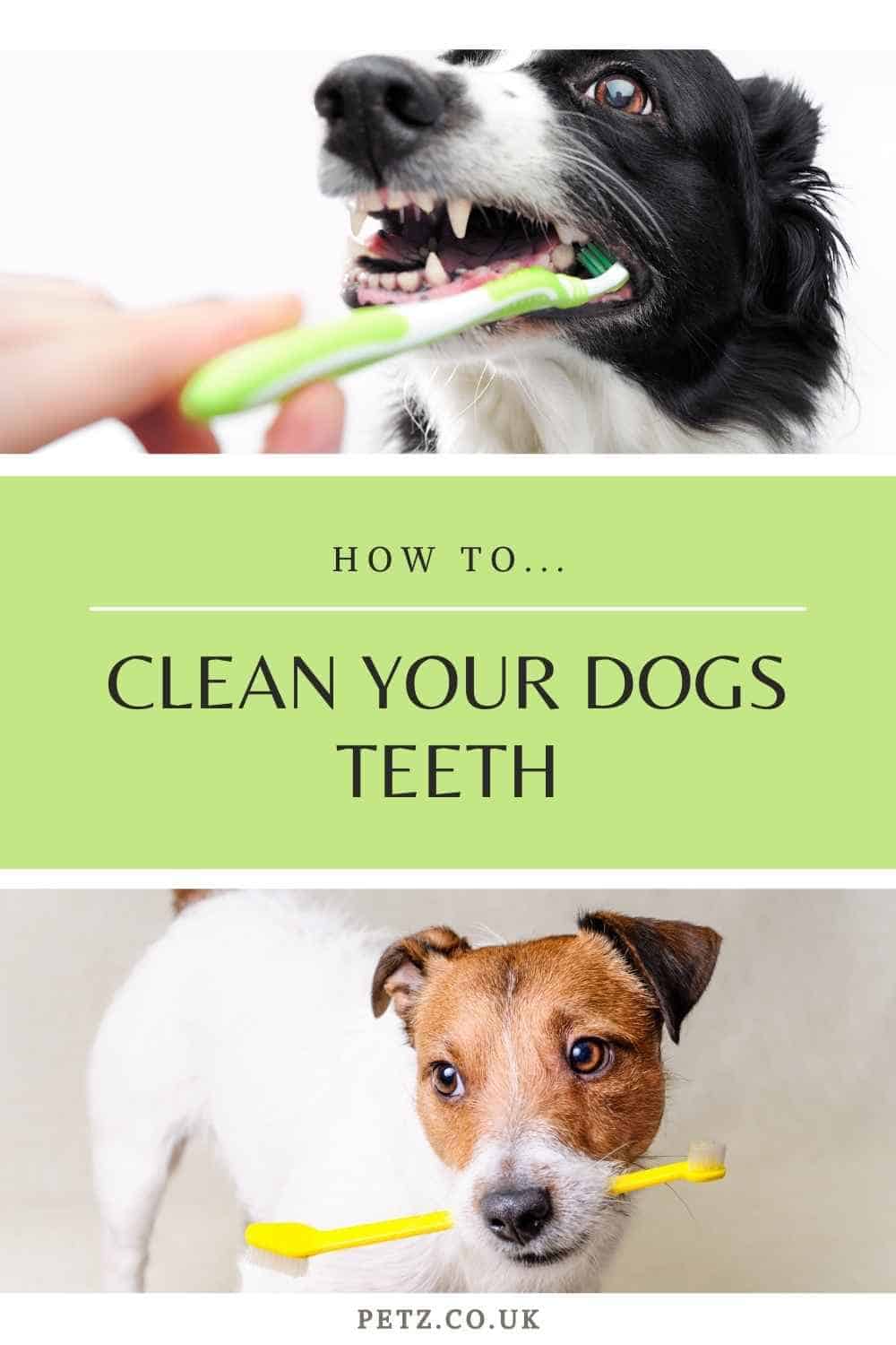 Dog Teeth Cleaning Guide Petz