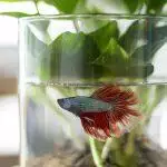 How To Clean A Fish Tank