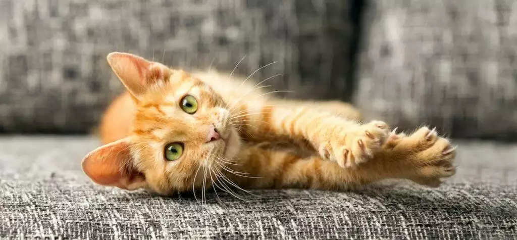 How To Exercise Indoor Cats