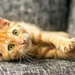 How To Exercise An Indoor Cat