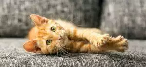 How To Exercise An Indoor Cat