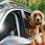 Driving With Dogs In Cars: What's The Law?