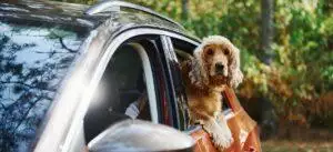 Driving With Dogs In Cars: What's The Law?