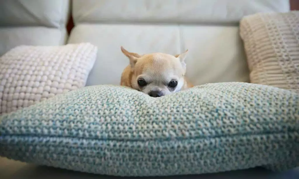 How To Help Dogs With Arthritis