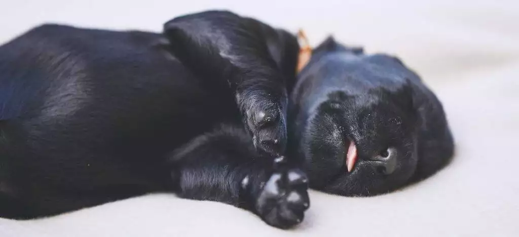 How To Help Dogs With Epilepsy