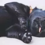 Epilepsy in Dogs: Everything You Need to Know