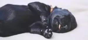 Epilepsy in Dogs: Everything You Need to Know