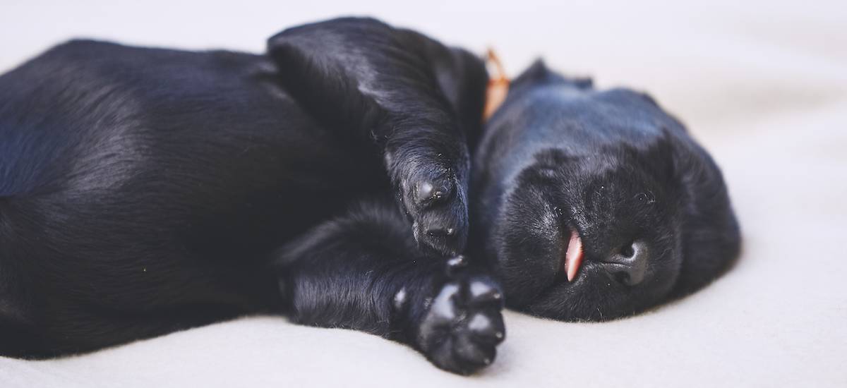 Epilepsy in Dogs Everything You Need to Know Petz