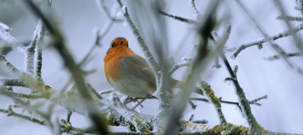 How To Look After Wildlife In Winter