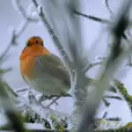 How To Look After Wildlife In Your Garden Over Winter